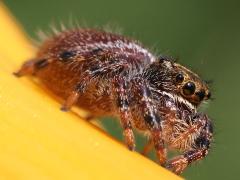 (Bold Jumping Spider) lateral