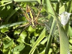 (Banded Garden Spider) female ventral
