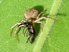 (Xysticus Ground Crab Spider) eating Sunflower Headclipping Weevil