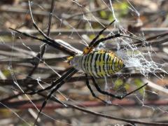 (Banded Garden Spider) female
