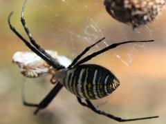 (Banded Garden Spider) female food