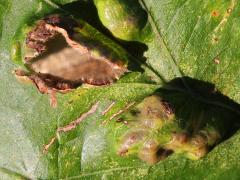 (Bur Oak) Oak Blister Gall Mite open gall on Bur Oak