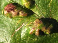 (Oak Blister Gall Mite) upperside galls on Bur Oak