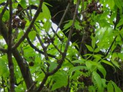 (Green Ash) Ash Key Gall Mite galls on Green Ash