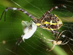 (Hawaiian Garden Spider) couple