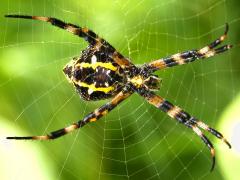 (Hawaiian Garden Spider) female ventral