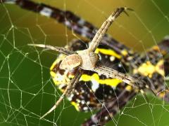 (Hawaiian Garden Spider) male