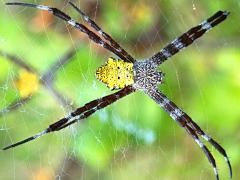 (Hawaiian Garden Spider) female dorsal