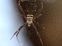 (Saint Andrew's Cross Spider) female