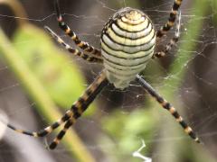 (Banded Garden Spider) female dorsal