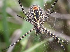 (Banded Garden Spider) female ventral