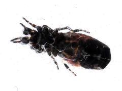 (Cyclosa Orbweaver) ventral