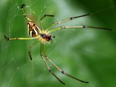 (Leucauge Orchard Spider) dorsal