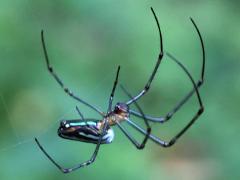 (Blanda Orchard Spider) lateral