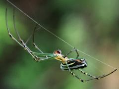 (Blanda Orchard Spider) profile