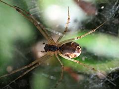 (Common Sheetweb Spider) ventral