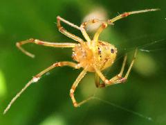 (Phylloneta Comb-footed Spider) ventral