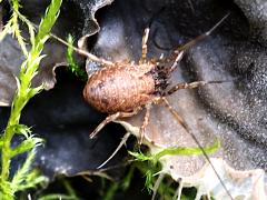 (Oligolophinae Harvestman) dorsal