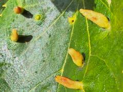(Lime Nail Gall Mite) upperside galls on Littleleaf Linden
