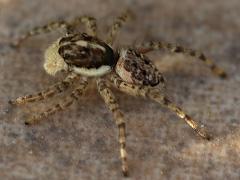 (Half-edged Wall Jumping Spider) dorsal