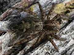 (Pantropical Jumping Spider) dorsal
