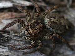 (Pantropical Jumping Spider) head