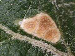 (Common Lantana) Eriophyidae Gall Mite rust on Common Lantana