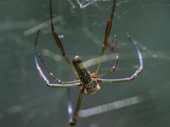 (Golden Silk Spider) dorsal