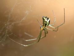 (Filmy Dome Spider) female