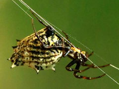 (Spined Micrathena) female lateral