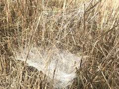 (Linyphiidae Sheetweb Weaver) web