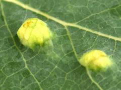 (Aspen Gall Mite) upperside galls on Quaking Aspen