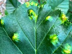 (Alder Erineum Mite) upperside galls on Green Alder
