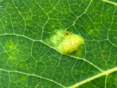 (Aspen Gall Mite) upperside gall on Quaking Aspen