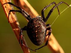(Western Spotted Orbweaver) female dorsal