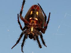 (Western Spotted Orbweaver) female ventral
