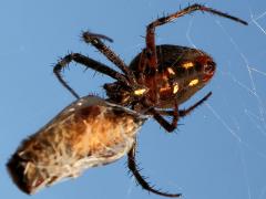 (Western Spotted Orbweaver) female ventral