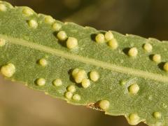 (Willow Bead Gall Mite) underside galls on Goodding's Willow