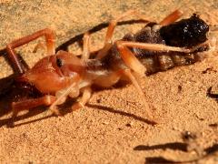 (Eremobates Windscorpion) lateral
