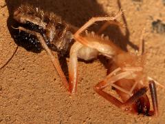 (Eremobates Windscorpion) ventral