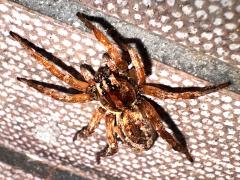 (Antelucana Wolf Spider) dorsal
