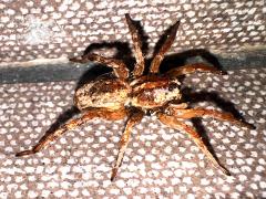 (Antelucana Wolf Spider) profile