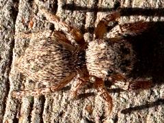 (Hirsute Paradise Spider) dorsal