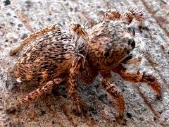 (Hirsute Paradise Spider) profile