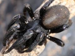 (Plectreurid Spider) dark dorsal