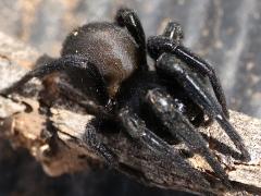 (Plectreurid Spider) dark frontal