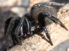 (Plectreurid Spider) dark lateral