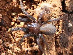 (Plectreurys Spider) dorsal