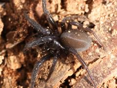 (Plectreurys Spider) lateral