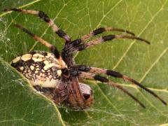(Western Spotted Orbweaver) lateral